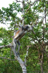 On ne peut pas dire que ce singe collobe soit vraiment farouche
