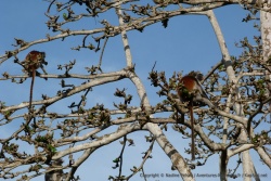 Collobes à tête rouge, endémiques à Zanzibar