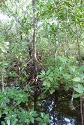 Une promenade aménagée permet de se promener au coeur de la mangrove