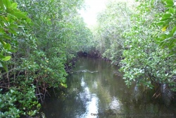 Ici, la mangrove est préservée car vitale pour la reproduction des poissons