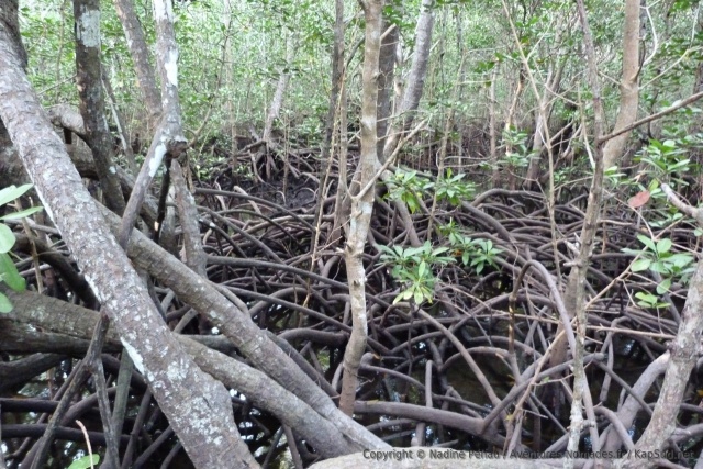 La mangrove et ses palétuvuers enchevêtrés