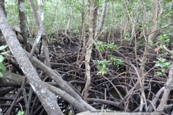 La mangrove et ses palétuvuers enchevêtrés