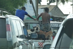 De nouveau plongés dans le traffic dantesque de Dar Es Salaam