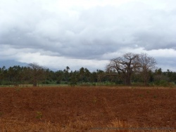Baobabs sur la piste quittant Morogoro