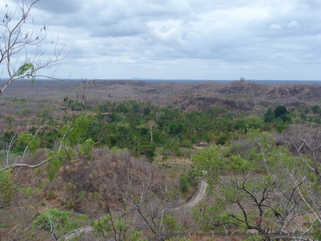 Panorama à perte de vue sur la forêt sèche et clairsemée