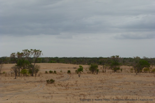 Des paysages de savane ondulante entre les bosquets de forêt