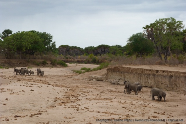 Un troupeau d'éléphants à la recherche de leur ration d'eau quotidienne
