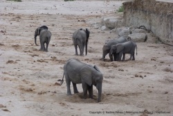 Les éléphants creusent des trous dans le lit asséché de la rivière pour trouver de l'eau