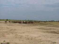 afs_2008_1109(006)