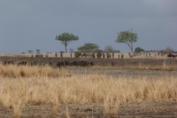 Gnous, zèbres, élans du Cap, tout le monde s'est donné rendez-vous ici