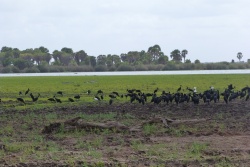 Une explosion de verdure aux abords du deuxième lac