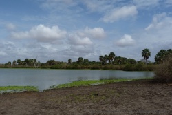Les berges du lac sont riches d'une végétation foisonnante avec de superbes palmiers