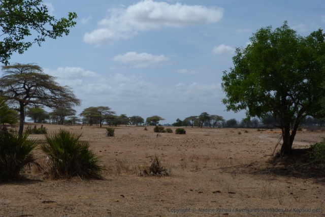 Dès qu'on s'éloigne du lac, la savane d'acacias reprend le dessus