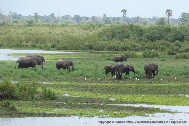 A boire et à manger, c'est le paradis pour les éléphants