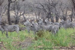 Un troupeau zèbres qui né détale pas à la première occasion