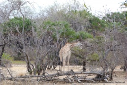 Girafe au teint très clair