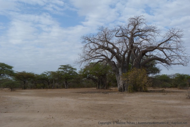 D'imposants baobabs parsèment la forêt d'acacias
