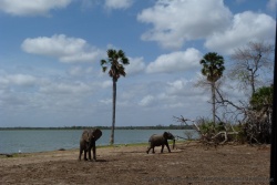 3ème partie - Tanzanie : De la réserve de Selous à Unity Bridge