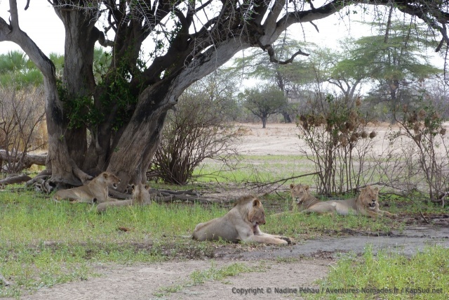 Troupe de jeunes lions près du lac