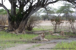 Troupe de jeunes lions près du lac