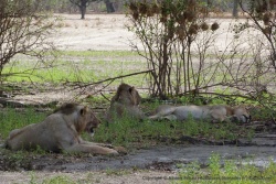 C'est la troupe de jeunes lions mâles dont nous a parlé le ranger à l'entrée de la réserve