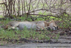C'est le plus souvent dans cette position allongée que nous voyons des lions !