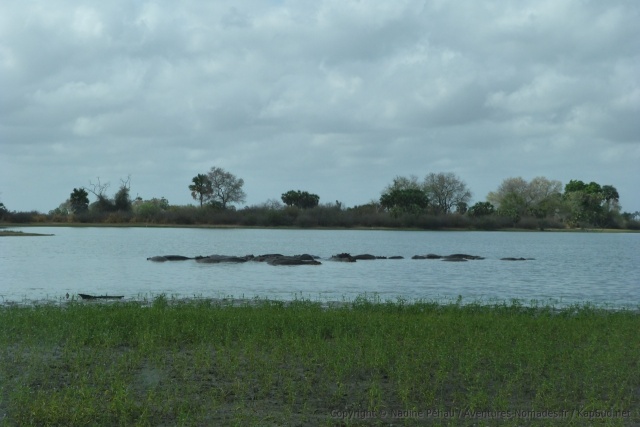 En face des lions, un clan d'hippopotames se serre les coudes