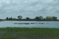 En face des lions, un clan d'hippopotames se serre les coudes