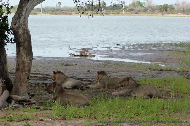 Même s'il n'y a plus grand chose sur la carcasse, les lions ne sont pas prêts de lâcher leur trophée