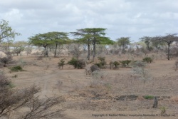 Bien qu'assez imposante, une girafe passe facilement inaperçue dans les tonalités marron du décor