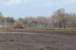 Près des lacs, il reste encore quelques tâches de verdure pour les pauvres herbivores en quête incessante de nourriture
