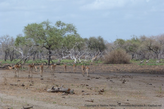 Les impalas avancent comme résignés sur leur sort