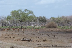 Les impalas avancent comme résignés sur leur sort