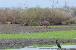 Hippopotame en quête d'un coin tranquille ou d'un peu d'herbe ?