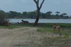 L'eau attire tous les animaux à la ronde
