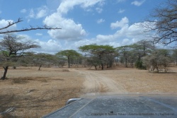 La piste traverse une superbe forêt d'acacias