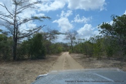 Une forêt sèche et clairsemée à pris la place des acacias