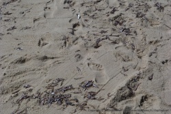Les petits poissons sont étalés sur la plage pour les faire sécher