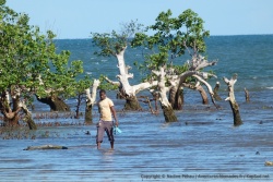 Pêcheur bravant la mangrove ou simple promeneur ?