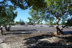 La marée basse découvre bien la large mangrove qui couvre la côte