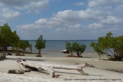 La mangrove est également présente