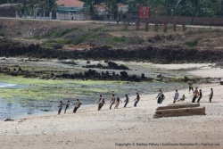 Les pêcheurs tirent le filet depuis la plage