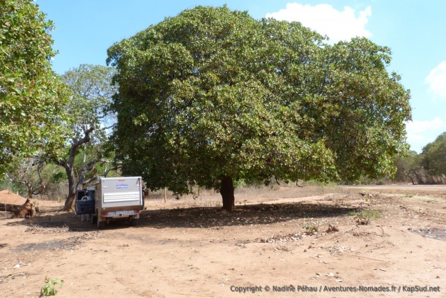 Un immense arbre à l'ombre salvatrice par ces chaleurs étouffantes