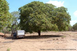 Un immense arbre à l'ombre salvatrice par ces chaleurs étouffantes