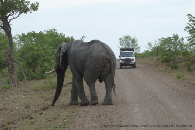 A peine rentrés dans le Kruger, un bel éléphant nous accueille
