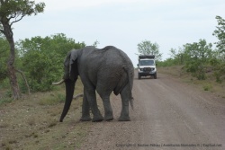A peine rentrés dans le Kruger, un bel éléphant nous accueille