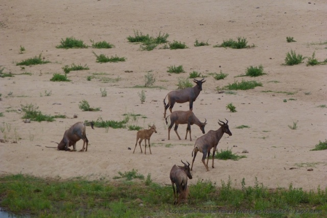 Une famille de topis prennent du bon temps près de la rivière