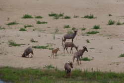 Une famille de topis prennent du bon temps près de la rivière