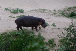 Un hippopotame dans les starting blocks pour sa virée nocturne