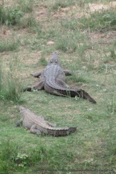 Une très gros crocodile, ça doit être le caïd du coin